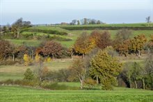 Afbeelding van graften (natuurlijke maatregel) in landschap